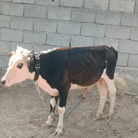 ökūz
