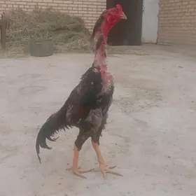 Baýsow Horaz