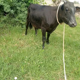 öküzçe