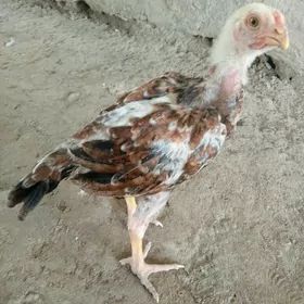 Baysow jujler