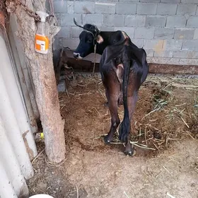 sygyr gysyr