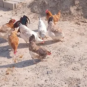 towuk horaz