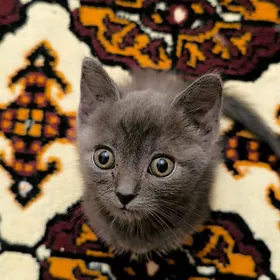 Котёнок