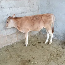 őkűz