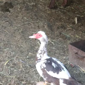 ordek