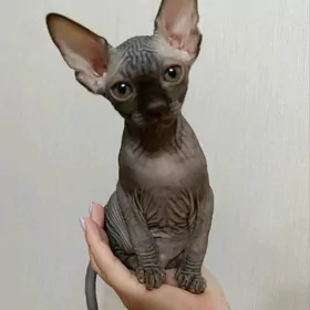 СФИНКС
