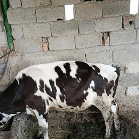Goleli sygyr