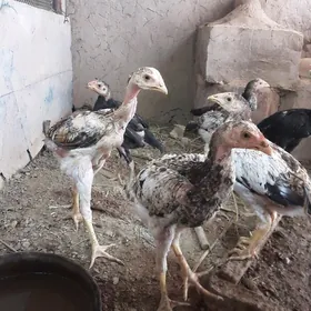 paroda juyje