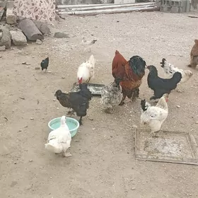 satlyk towuk ,ördek,brama,juje