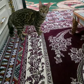 Bengal pişik