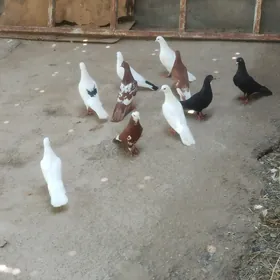 kepderi