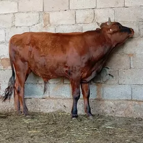 ÖKÜZ