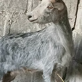 geçi