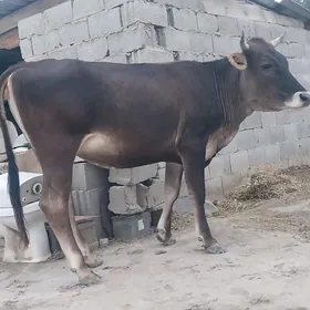 Tüwe