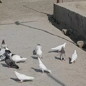 Satlyk kepderi