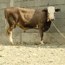 ÖKÜZ