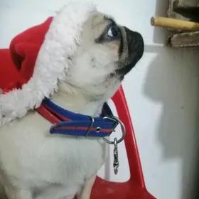 mops