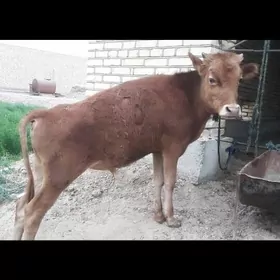 Ökūz