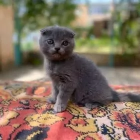 котёнок  вислоушка