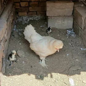 yaponcik towuk