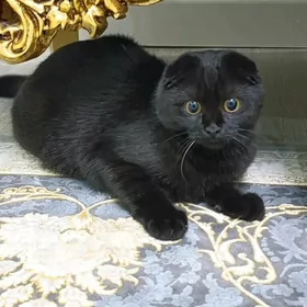 котенок -Муиза