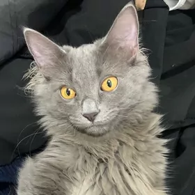 КОТ