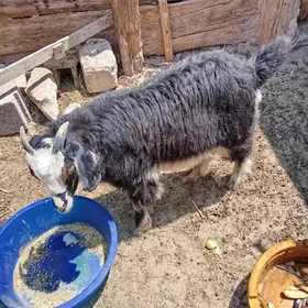 owlak çebiş