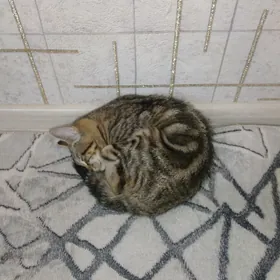 pişik