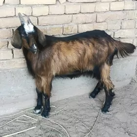 satlyk geciler