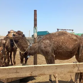 Köşekli düýe