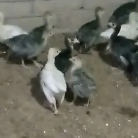 induk jüýje