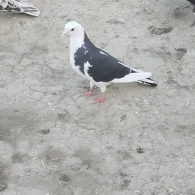 kepderi