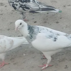 kepderi
