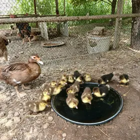 Ordek indawutka juyje 15 sany