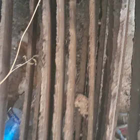 pacak palasa