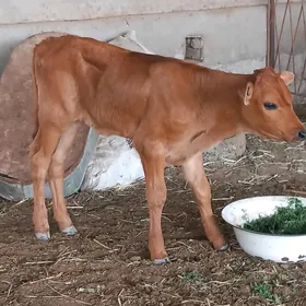 okuzce