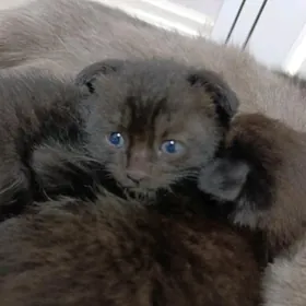 Продается кошки