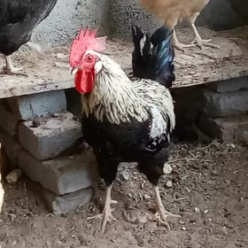 türkmen horaz