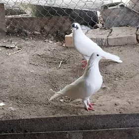 KEPDERI..