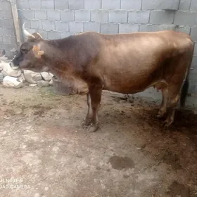 Sygyr