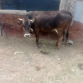 sygyr