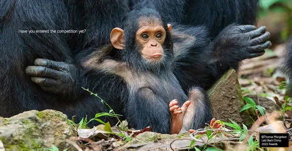 Опубликованы самые забавные снимки конкурса Nikon Comedy Wildlife Awards 2025
