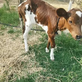 göle