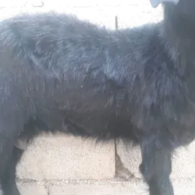 dog geçi bakylan