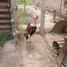 Байсы Хораз