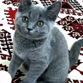 Şatlan dik gulak pişik