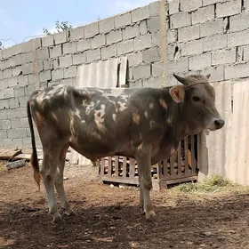 tohum maldar