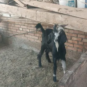 Arassa Pakistan teke