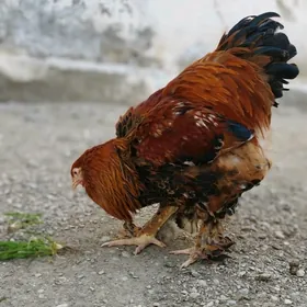 Brama horoz