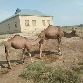 kosekli duye
